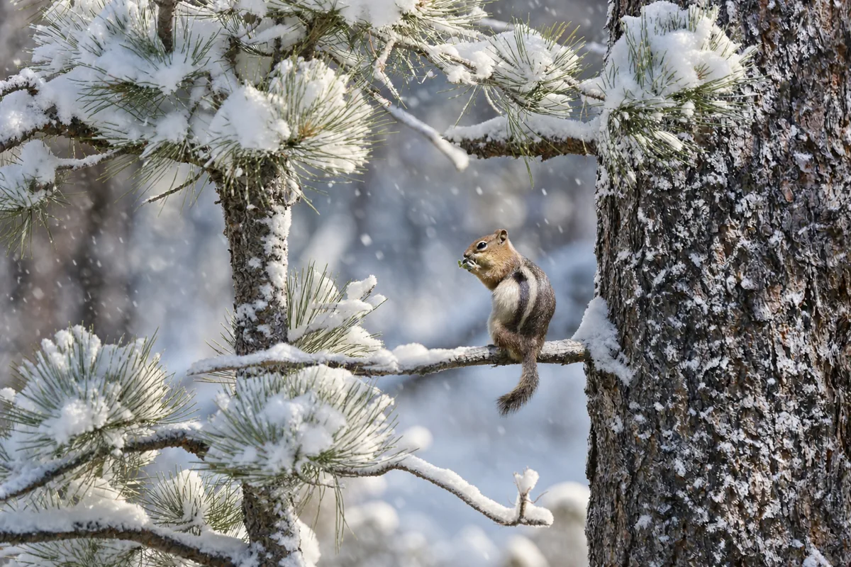 A small wild visitor among snow-covered branches